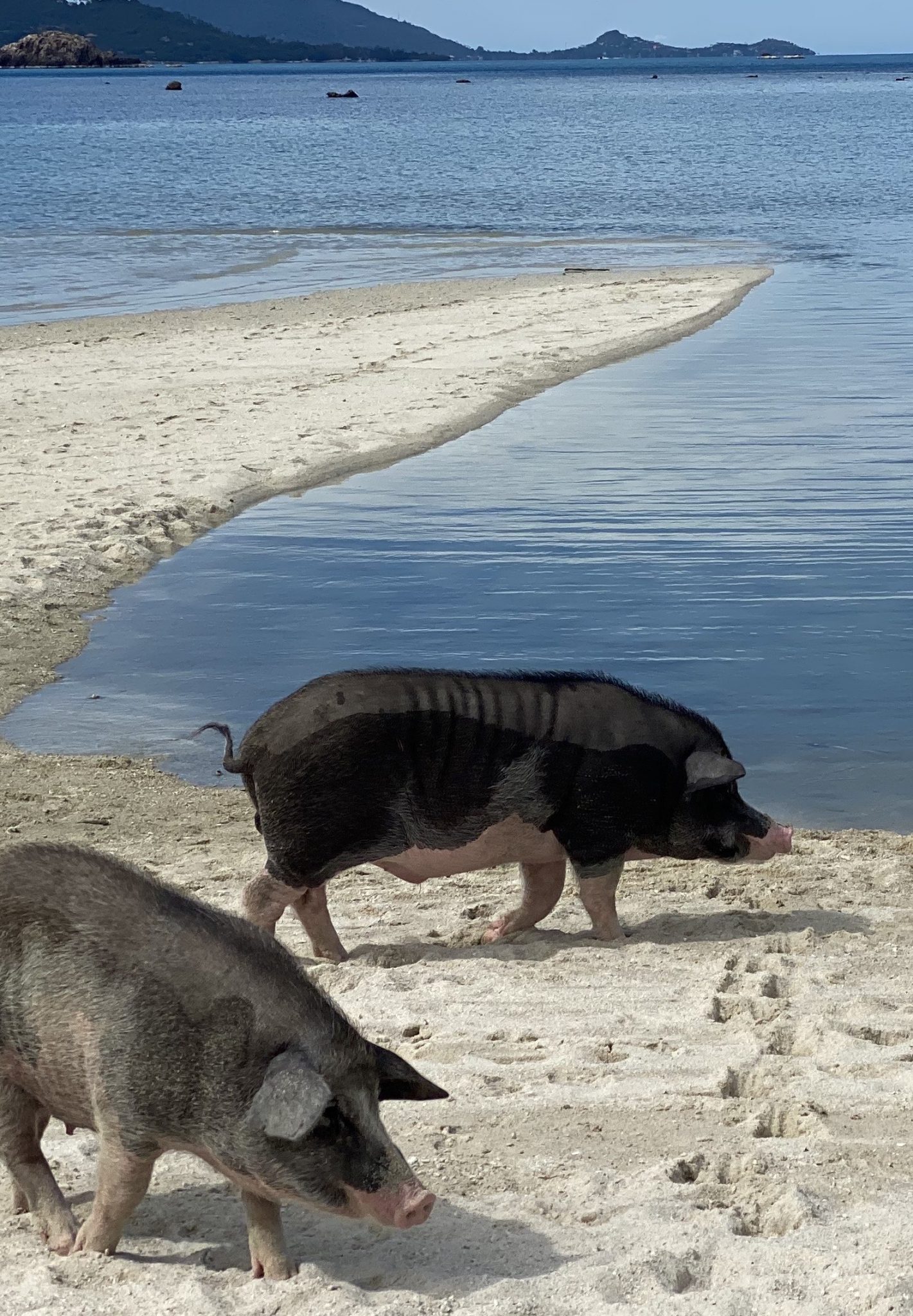 Discover Thailand's "Bay of Pigs" lifestyleandtravel